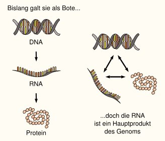 genom_rna.jpg